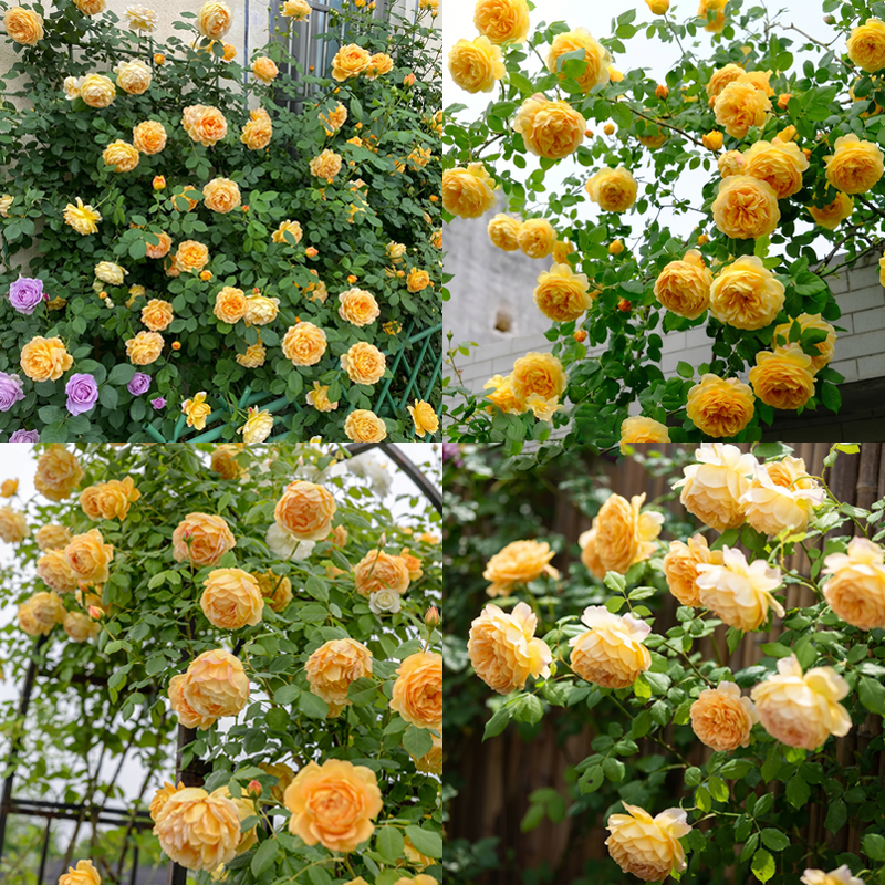 RoseCascade – Premium Climbing Rose Bulbs