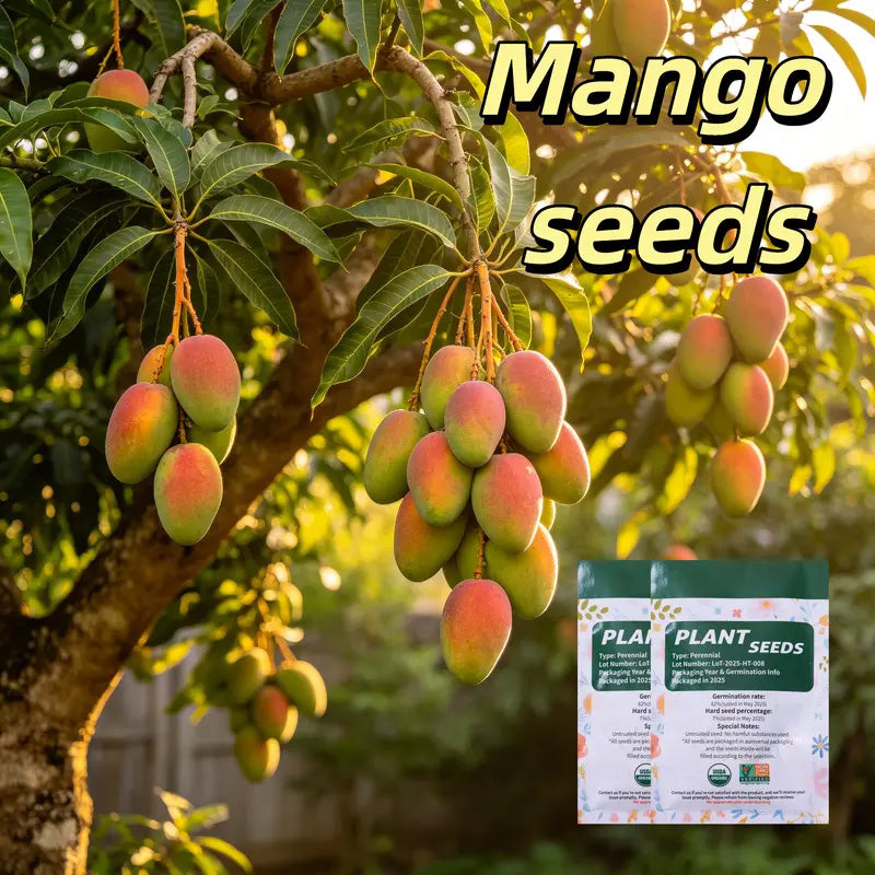 Sweet "Golden Honey" Dwarf Mango Tree Seeds (Grow at Home)