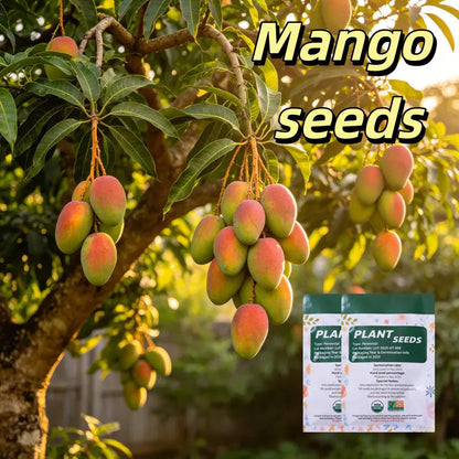 Sweet "Golden Honey" Dwarf Mango Tree Seeds (Grow at Home)