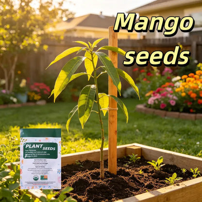 Sweet "Golden Honey" Dwarf Mango Tree Seeds (Grow at Home)