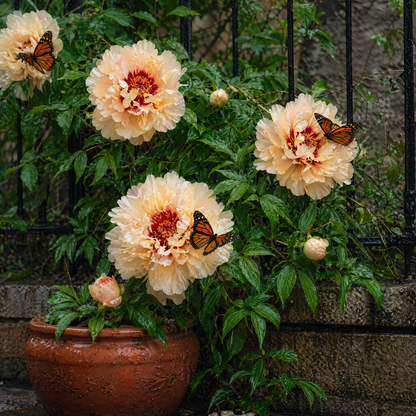 Rare Climbing Peony BulbsBig Full Blooms, Cold Hardy Perennial, Easy to Grow Garden Favorite