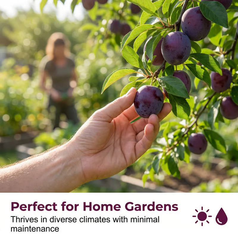 TIMEHeirloom Non-GMO Grafted Plum Tree Live Seeds