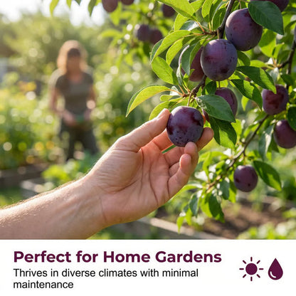 TIMEHeirloom Non-GMO Grafted Plum Tree Live Seeds