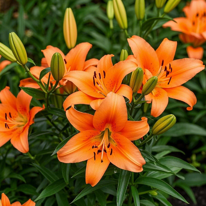 Perfume Lily Bulbs—Fresh and Sweet