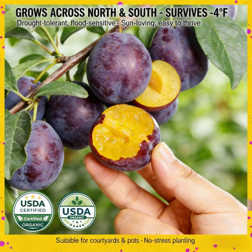 TIMEHeirloom Non-GMO Grafted Plum Tree Live Seeds