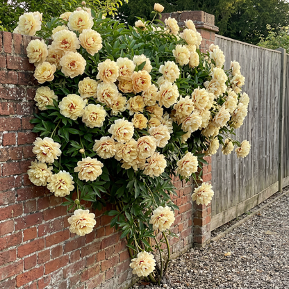 Rare Climbing Peony BulbsBig Full Blooms, Cold Hardy Perennial, Easy to Grow Garden Favorite