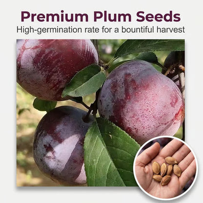 TIMEHeirloom Non-GMO Grafted Plum Tree Live Seeds