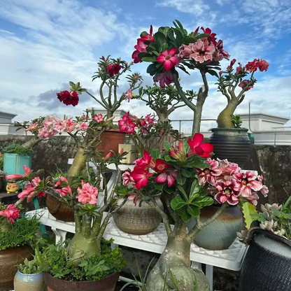 FloraOasis – Premium Desert Rose Plant Seeds