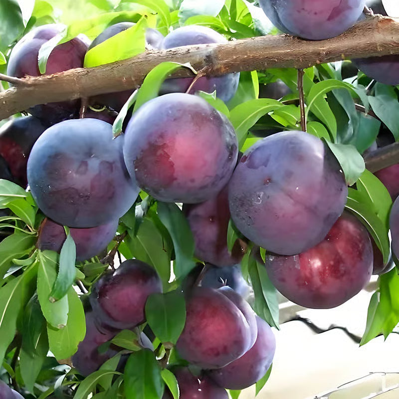 TIMEHeirloom Non-GMO Grafted Plum Tree Live Seeds