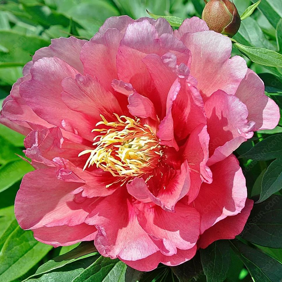 Rare Climbing Peony BulbsBig Full Blooms, Cold Hardy Perennial, Easy to Grow Garden Favorite