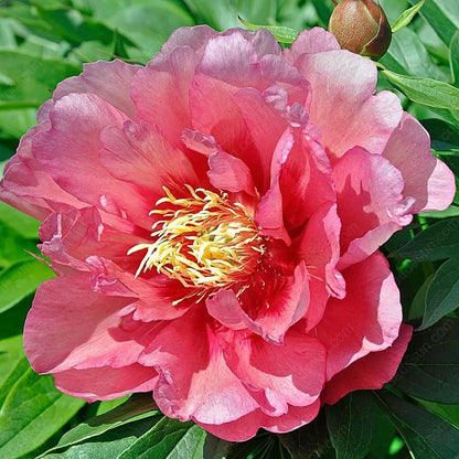 Rare Climbing Peony BulbsBig Full Blooms, Cold Hardy Perennial, Easy to Grow Garden Favorite
