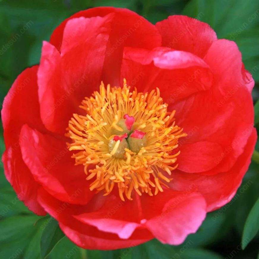 Rare Climbing Peony BulbsBig Full Blooms, Cold Hardy Perennial, Easy to Grow Garden Favorite