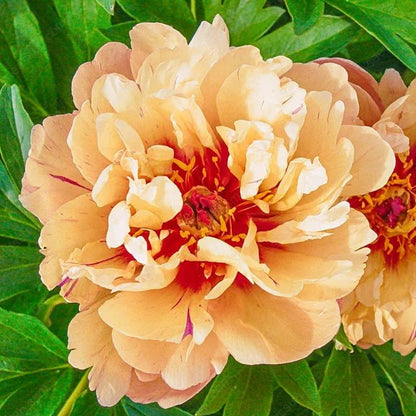 Rare Climbing Peony BulbsBig Full Blooms, Cold Hardy Perennial, Easy to Grow Garden Favorite