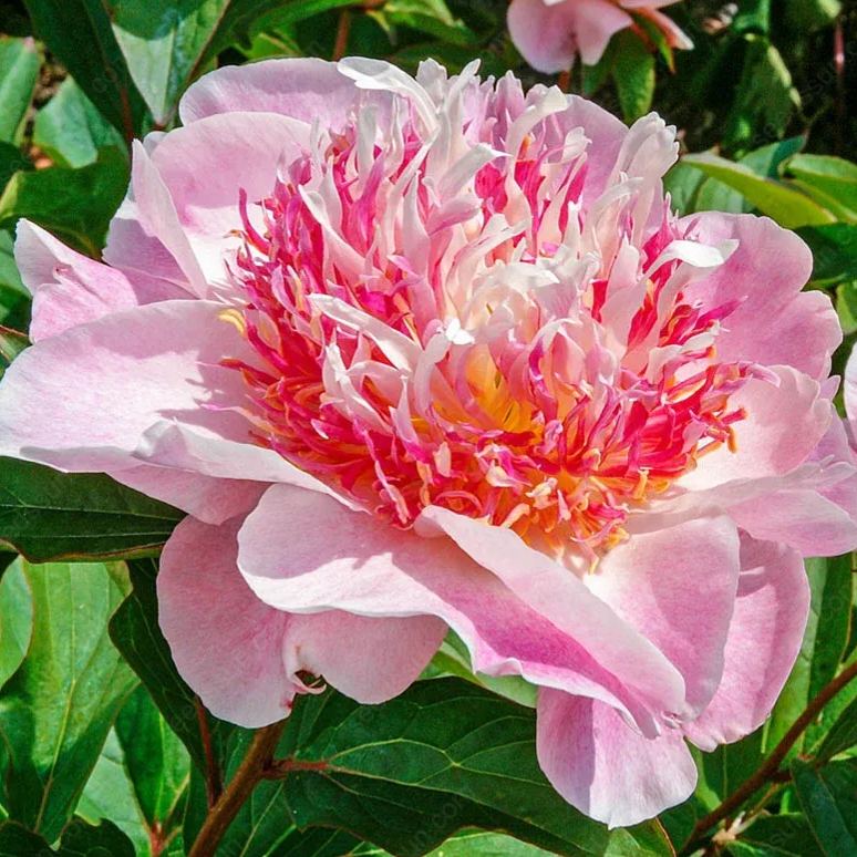 Rare Climbing Peony BulbsBig Full Blooms, Cold Hardy Perennial, Easy to Grow Garden Favorite