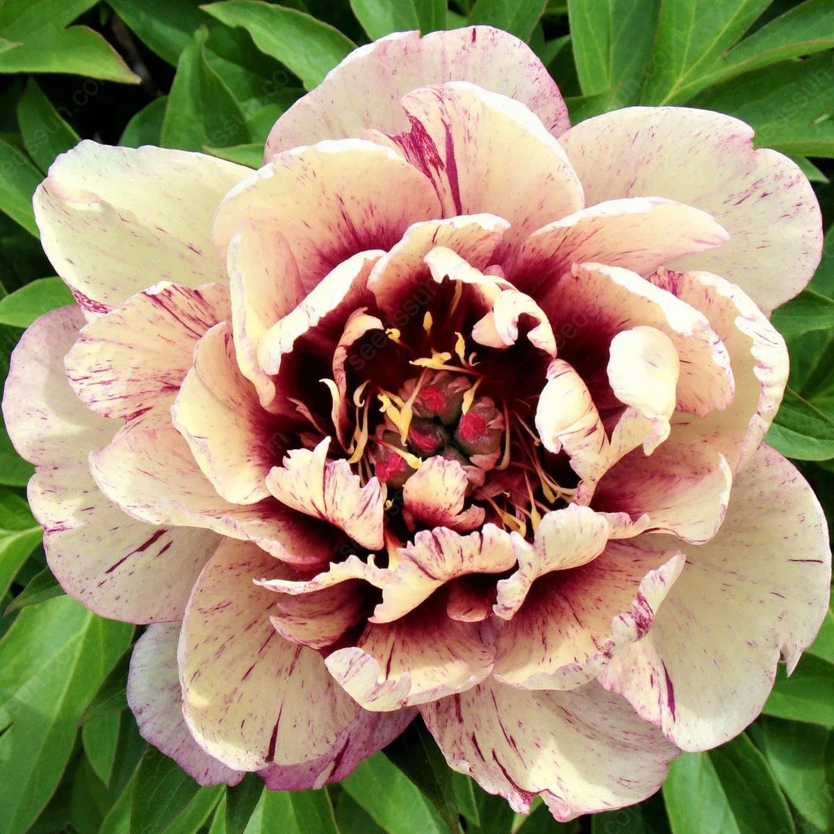 Rare Climbing Peony BulbsBig Full Blooms, Cold Hardy Perennial, Easy to Grow Garden Favorite
