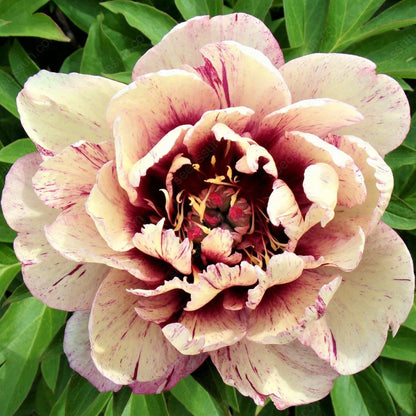 Rare Climbing Peony BulbsBig Full Blooms, Cold Hardy Perennial, Easy to Grow Garden Favorite