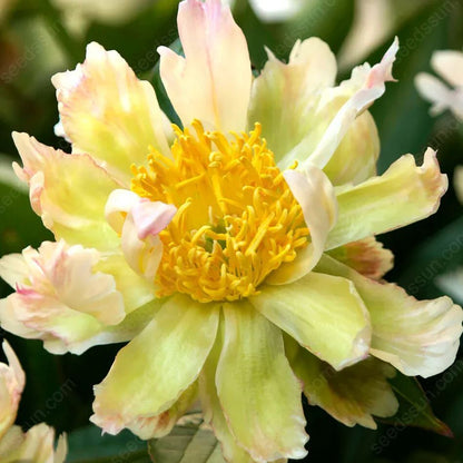 Rare Climbing Peony BulbsBig Full Blooms, Cold Hardy Perennial, Easy to Grow Garden Favorite