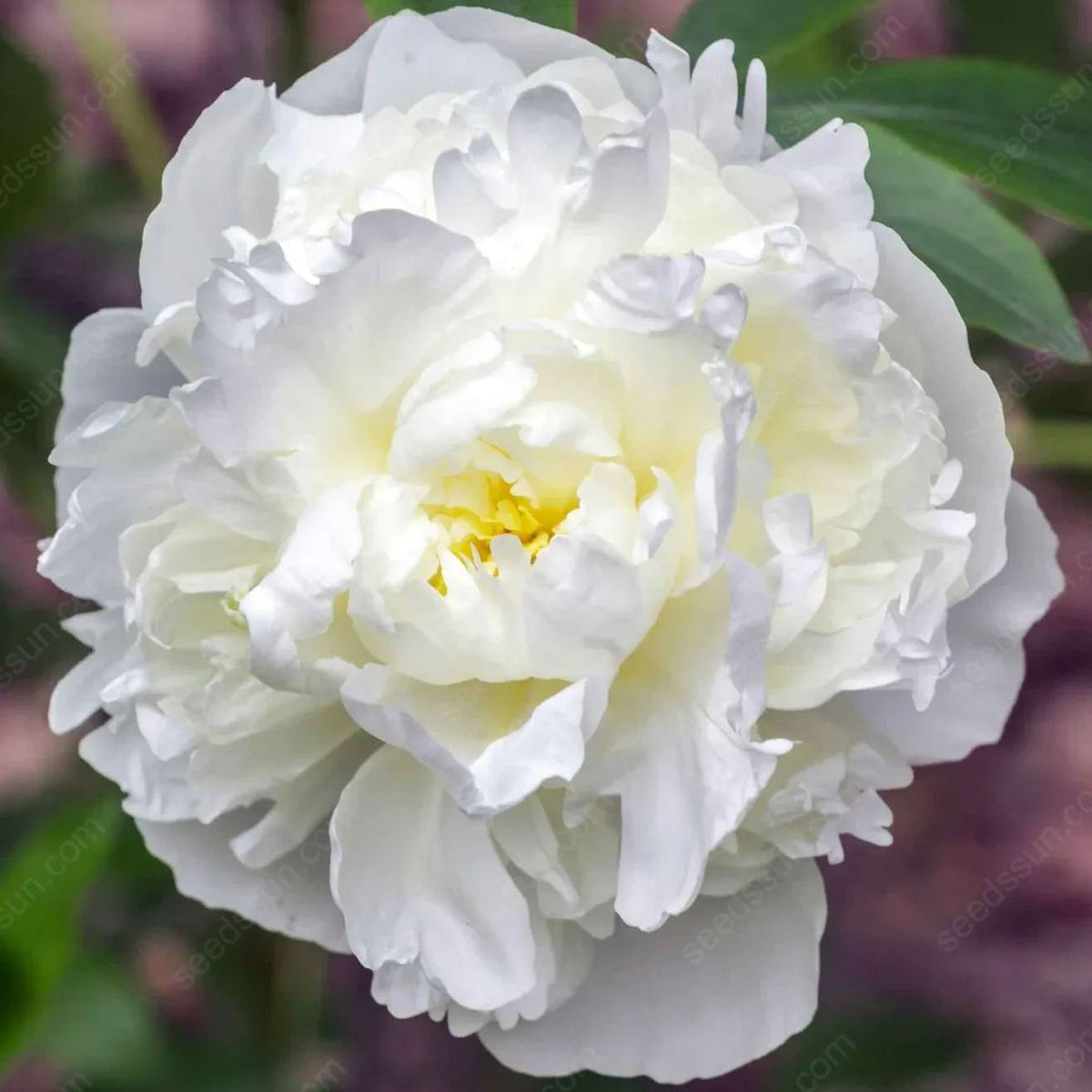 Rare Climbing Peony BulbsBig Full Blooms, Cold Hardy Perennial, Easy to Grow Garden Favorite