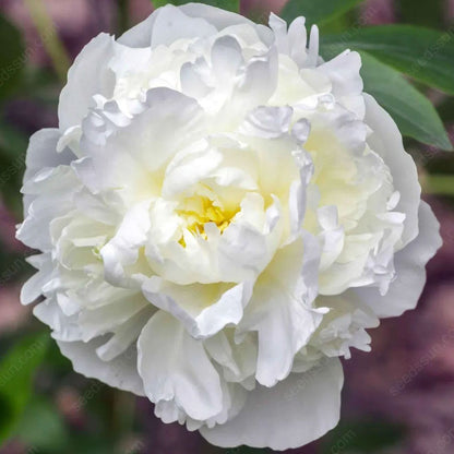 Rare Climbing Peony BulbsBig Full Blooms, Cold Hardy Perennial, Easy to Grow Garden Favorite
