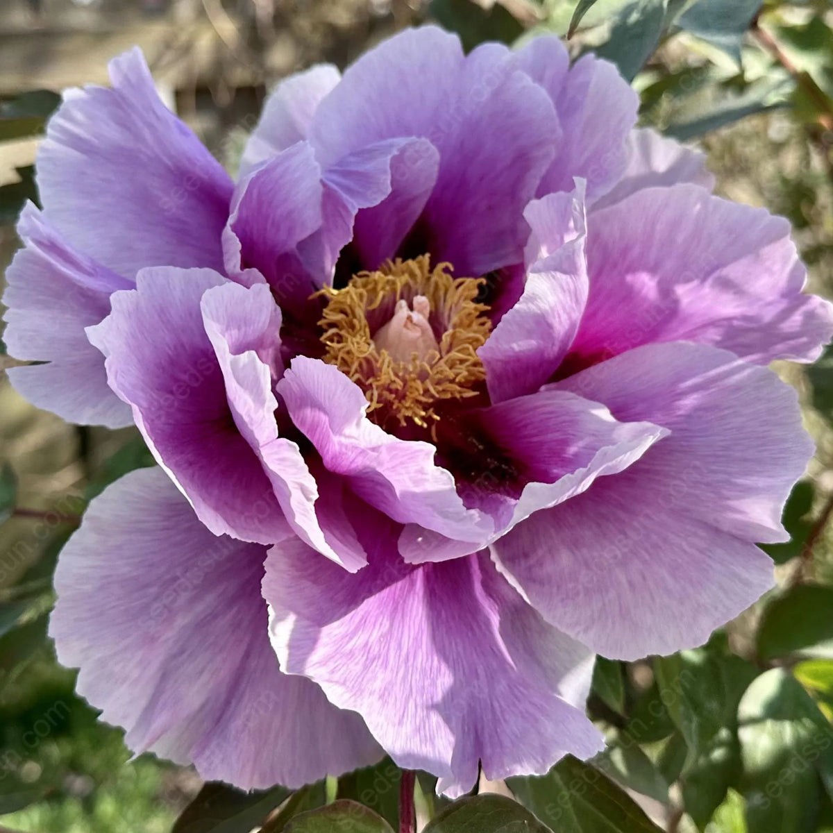 Rare Climbing Peony BulbsBig Full Blooms, Cold Hardy Perennial, Easy to Grow Garden Favorite