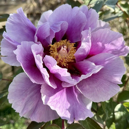 Rare Climbing Peony BulbsBig Full Blooms, Cold Hardy Perennial, Easy to Grow Garden Favorite