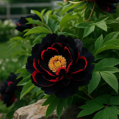 Rare Climbing Peony BulbsBig Full Blooms, Cold Hardy Perennial, Easy to Grow Garden Favorite