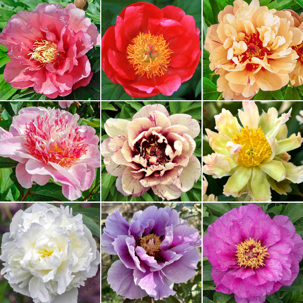 Rare Climbing Peony BulbsBig Full Blooms, Cold Hardy Perennial, Easy to Grow Garden Favorite