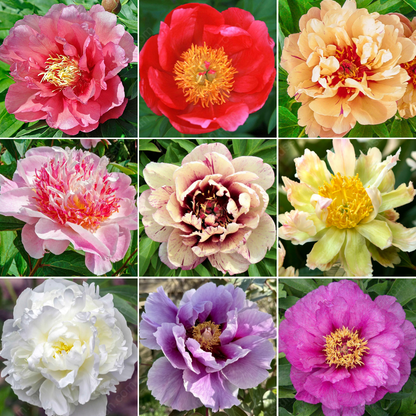 Rare Climbing Peony BulbsBig Full Blooms, Cold Hardy Perennial, Easy to Grow Garden Favorite