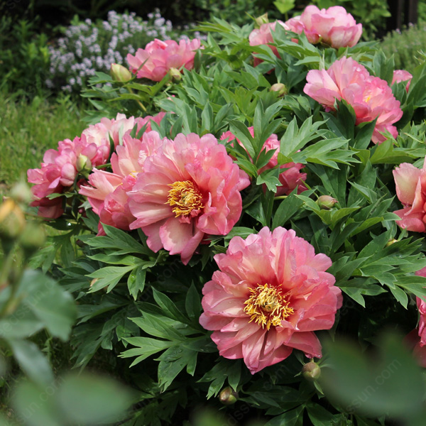Rare Climbing Peony BulbsBig Full Blooms, Cold Hardy Perennial, Easy to Grow Garden Favorite
