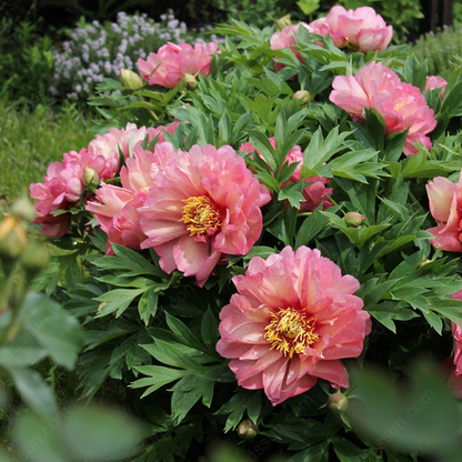 Rare Climbing Peony BulbsBig Full Blooms, Cold Hardy Perennial, Easy to Grow Garden Favorite