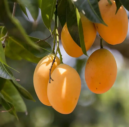 MangoMajesty – Tropical Grow Kit