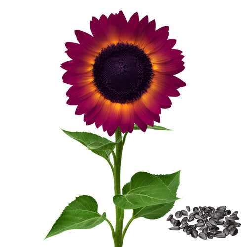 SunGiant – Rare Purple Sunflower Seeds